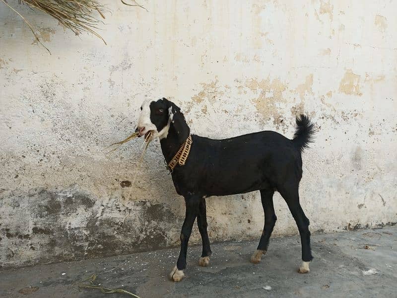 Mashallah! Khubsurat Black Ablac Queen For Sale! 6