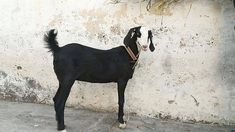 Mashallah! Khubsurat Black Ablac Queen For Sale! 7