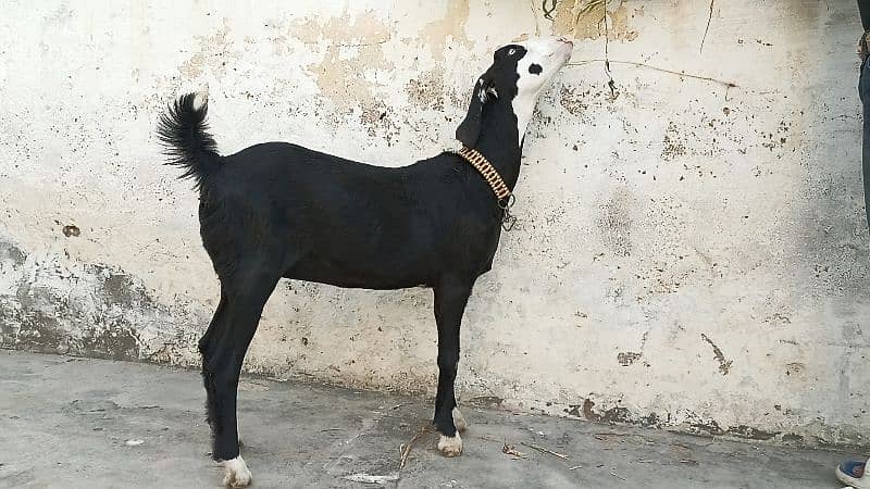 Mashallah! Khubsurat Black Ablac Queen For Sale! 8