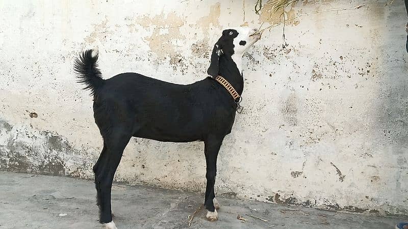 Mashallah! Khubsurat Black Ablac Queen For Sale! 10