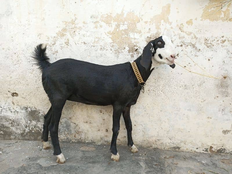 Mashallah! Khubsurat Black Ablac Queen For Sale! 12