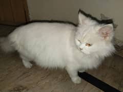 Persian cat