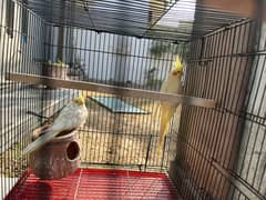 Cockatiel Pair for Sale