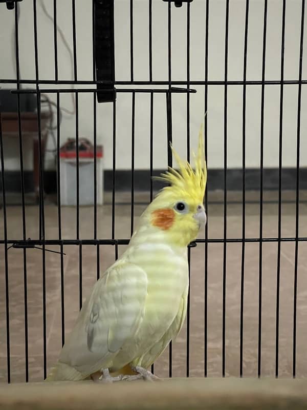 Cockatiel Pair for Sale 1