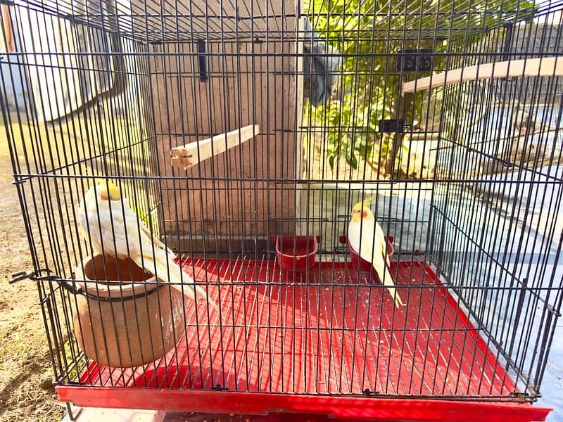 Cockatiel Pair for Sale 2