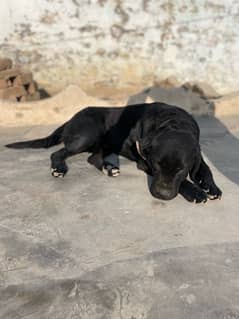 Labrador male