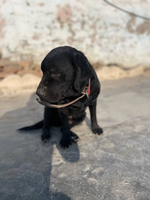 Labrador male 2