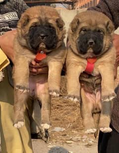 kurdish kangal puppies pair available for sale