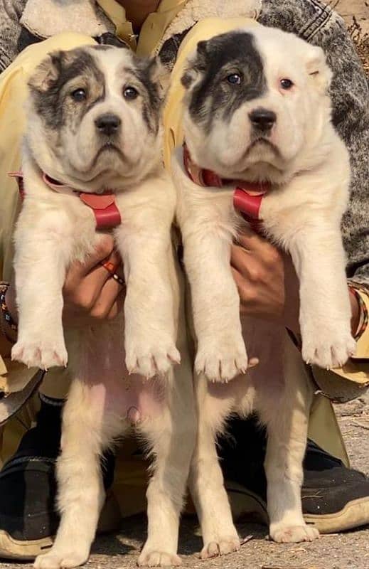 King alabai puppies  pair available for sale 0