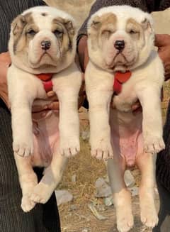 King alabai puppies pair available for sale