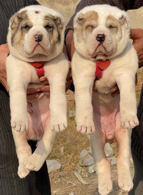 King alabai puppies pair available for sale 0