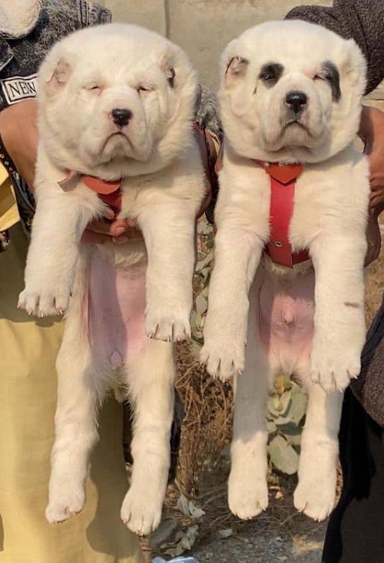 King alabai puppies pair available for sale 0