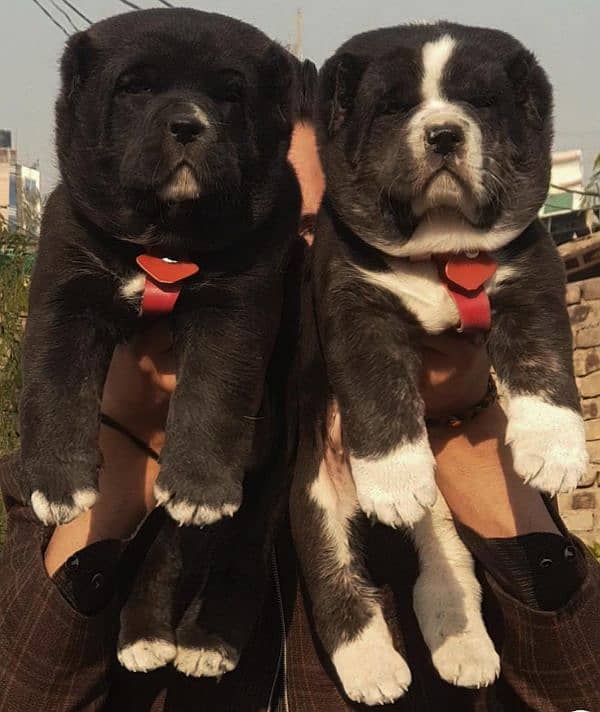 King alabai puppies pair available for sale 0