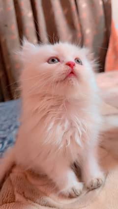 Persian kitten for sale