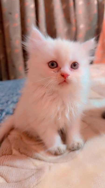 Persian kitten for sale 1