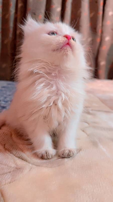 Persian kitten for sale 2