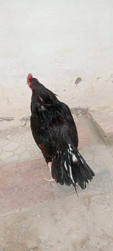 Aseel lasani mushka and other birds for sale. 03145452315 0