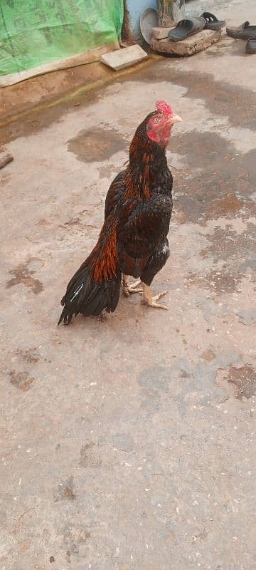 Aseel lasani mushka and other birds for sale. 03145452315 1