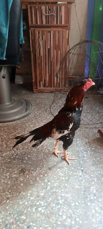 Aseel lasani mushka and other birds for sale. 03145452315 2