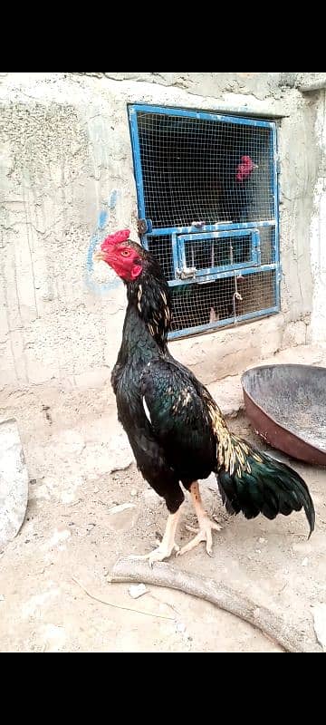 Aseel lasani mushka and other birds for sale. 03145452315 4