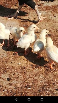 white heera chiks home breed