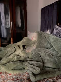 white Persian cat with angel blue eyes