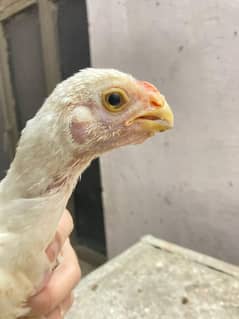 Parrot beak long tail aseel chicks for sale