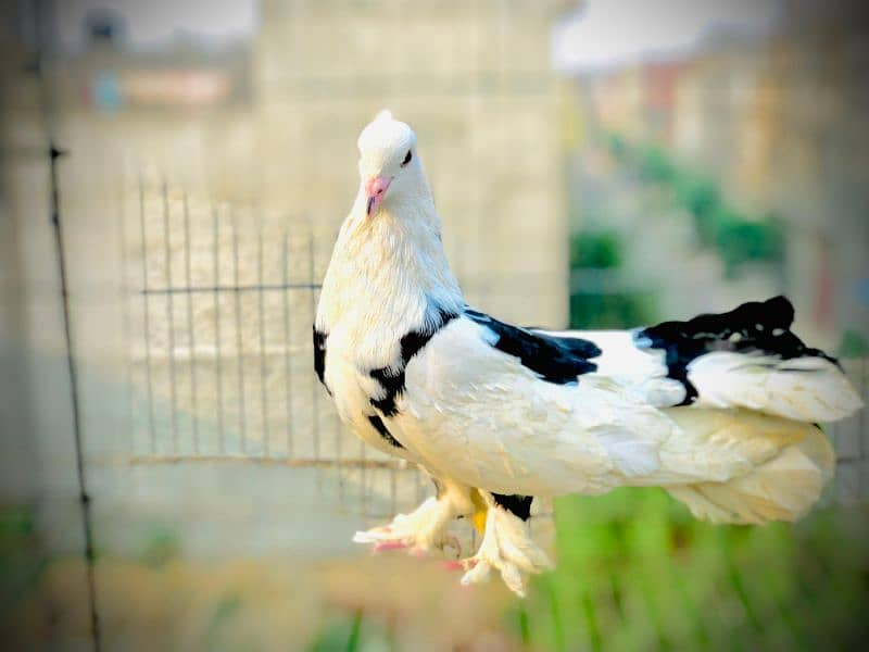 Fancy pigeon 2