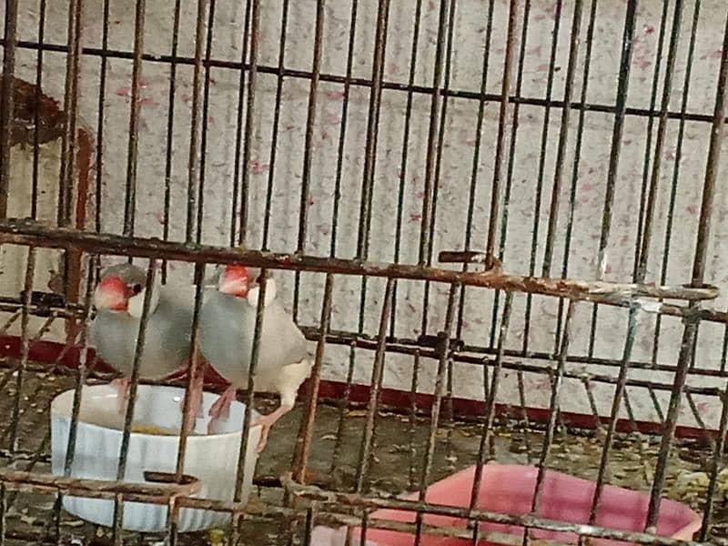 java white & silver comfirm breeder pairs & chicks for urgent sale 2