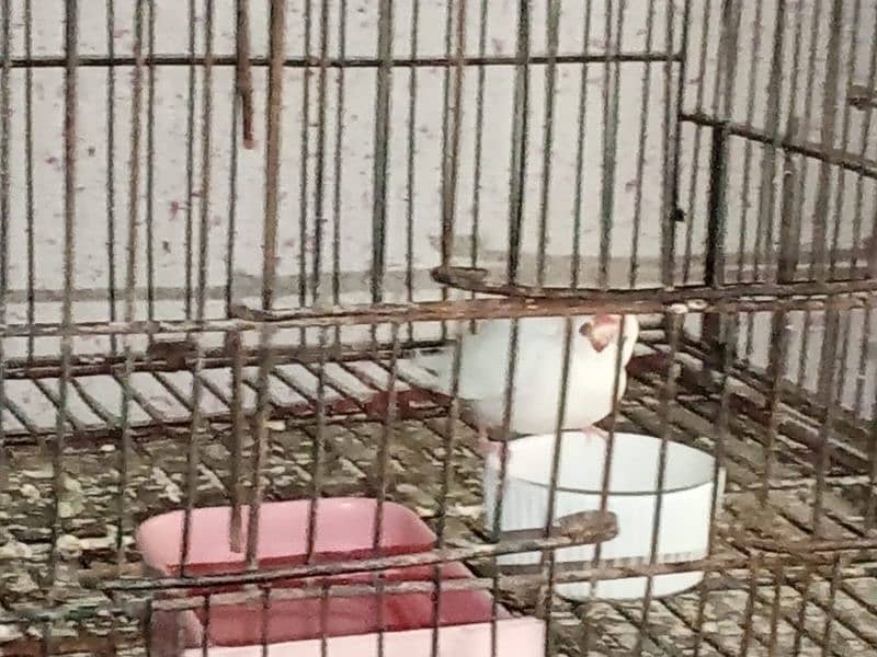 java white & silver comfirm breeder pairs & chicks for urgent sale 3