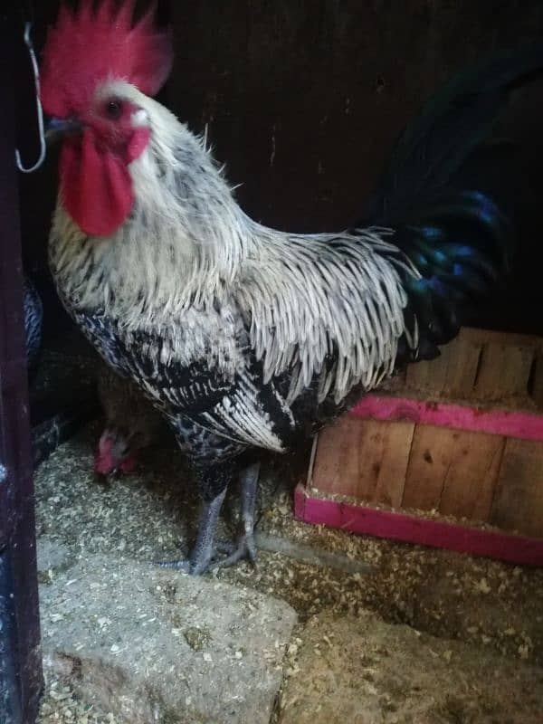 java white & silver comfirm breeder pairs & chicks for urgent sale 4