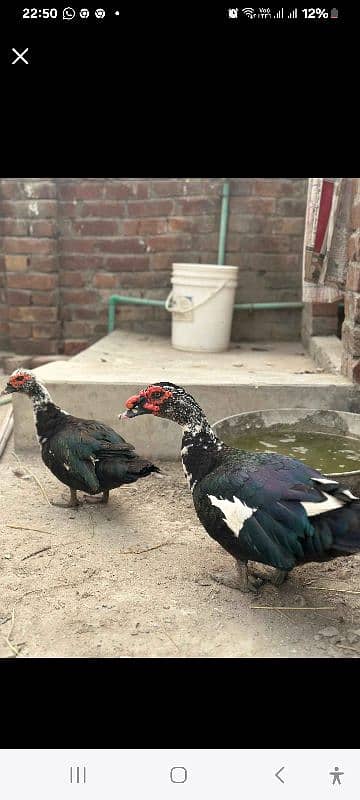 muscovy duck's 0