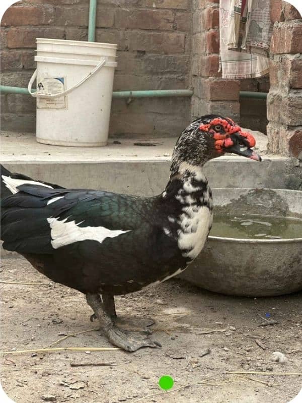 muscovy duck's 1