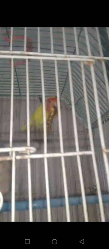 fishir birds for sell 1