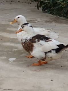 Duck pair for sale