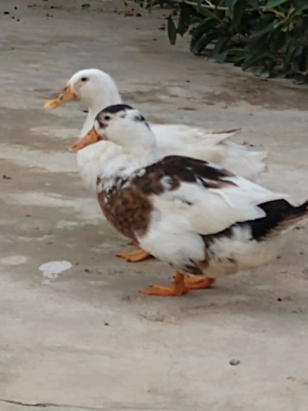 Duck pair for sale 0