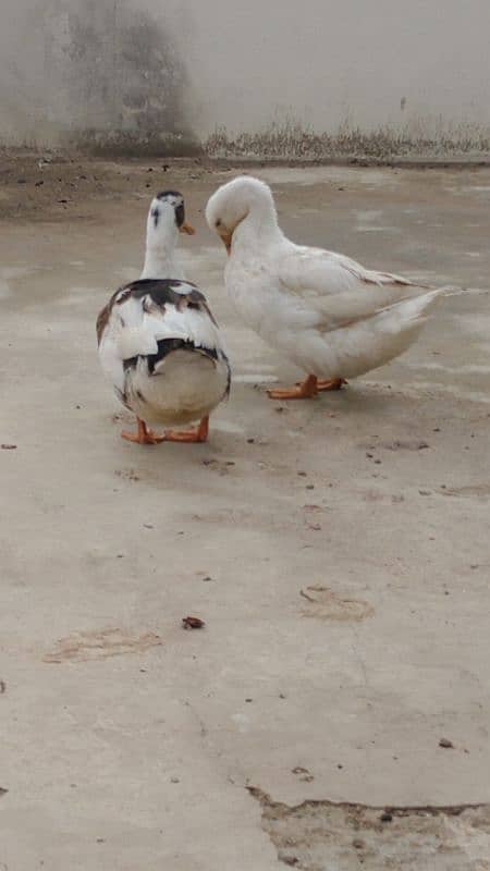 Duck pair for sale 1