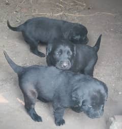 Pure labrador femals