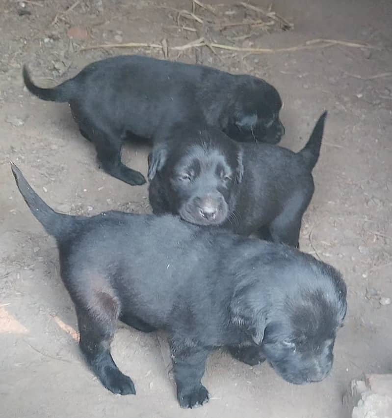 Pure labrador femals 0