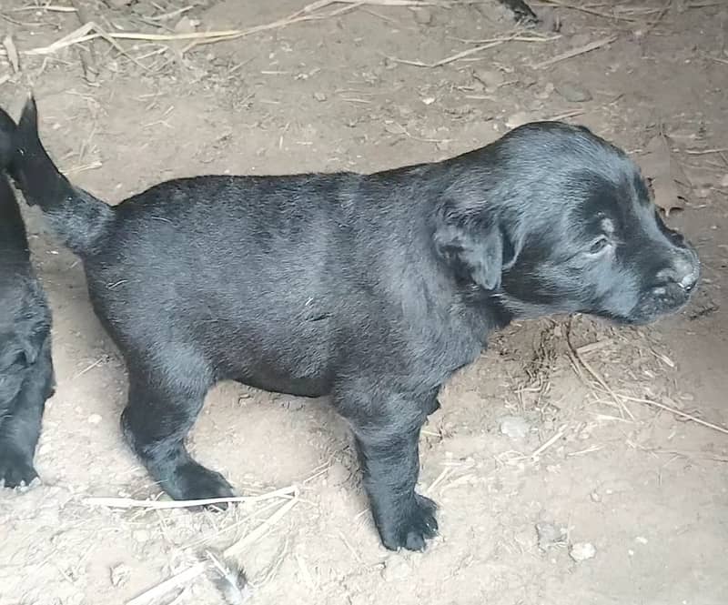 Pure labrador femals 1