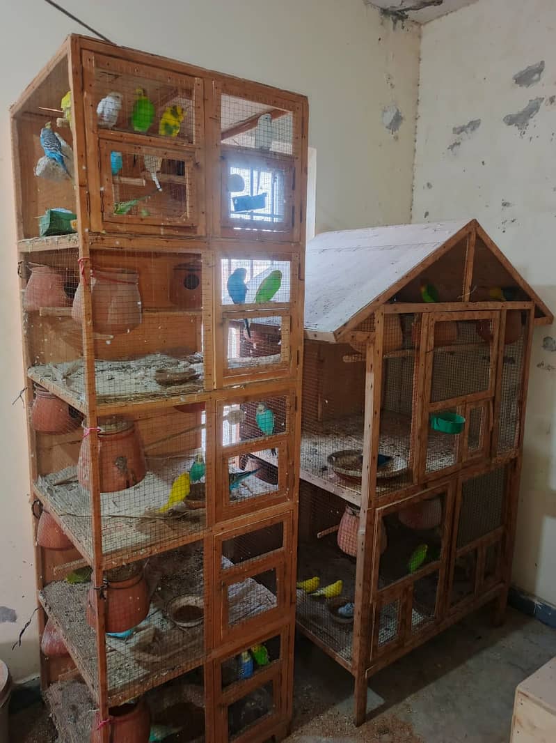 Selling Whole Setup Australian parrot Big Size Cocktail Love Bird 1