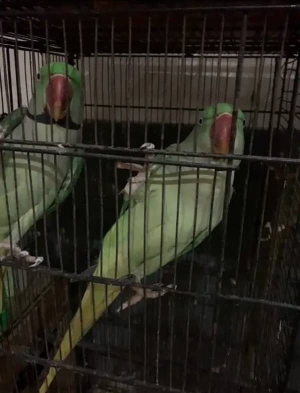 Breeder pair for sale talking parrots 0