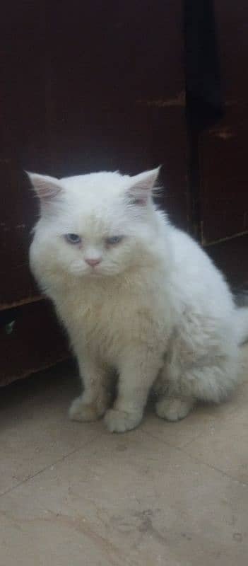 Huraira Russian Breed cat Male Family pet potty trained Vaccinated 0