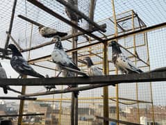 kabootar pigeons babies