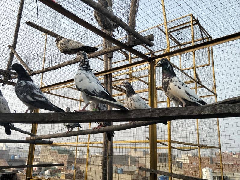 kabootar pigeons babies 0