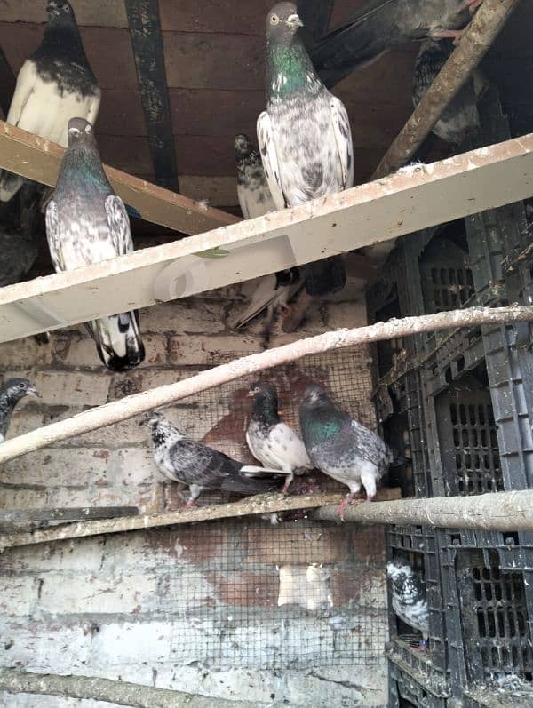 kabootar pigeons babies 1