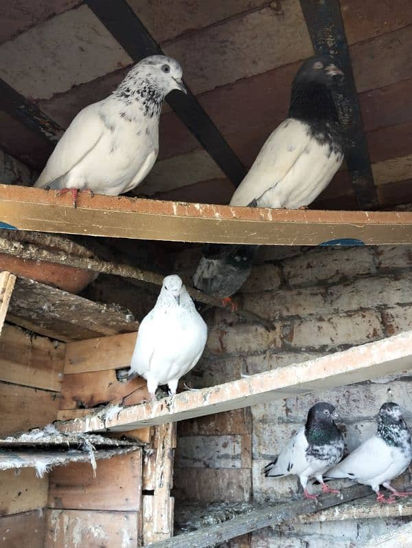 kabootar pigeons babies 2