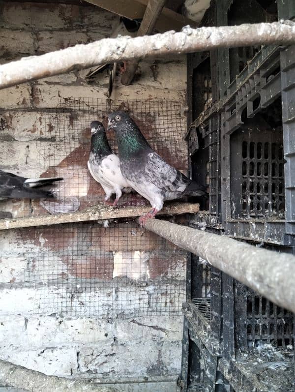 kabootar pigeons babies 3