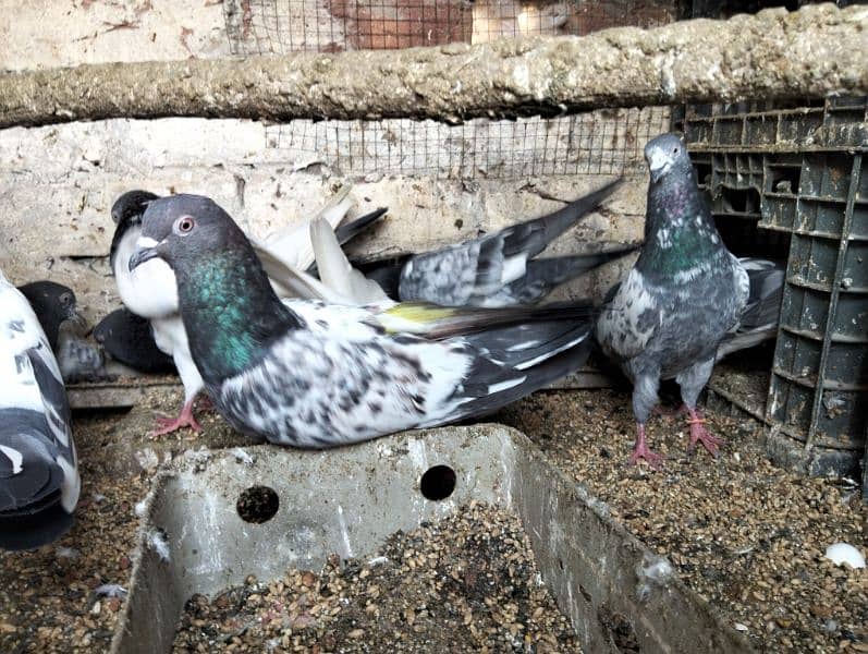 kabootar pigeons babies 4