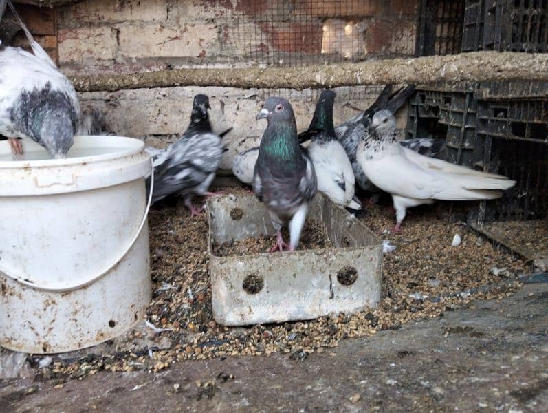 kabootar pigeons babies 6